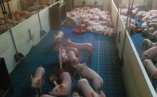 Une grande case avec un nombre &eacute;lev&eacute; d&rsquo;animaux permet de mieux exploiter l&rsquo;espace 