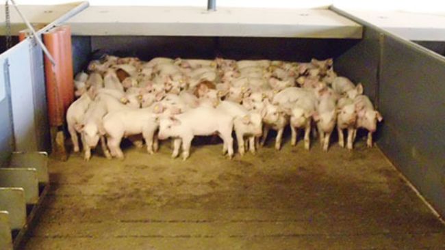 Photo 1&nbsp;: Les sols avec une partie caillebotis et une partie pleine sont assez courants dans beaucoup d&rsquo;&eacute;levages. Dans quelques pays, ils sont obligatoires. Sur ce type de sol, le porcelet peut choisir la zone de repos en fonction de la temp&eacute;rature et du courant d&rsquo;air.
