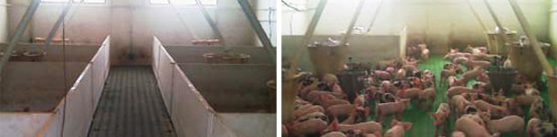 Photos 1 et 2&nbsp;: Dans les diff&eacute;rentes salles d&eacute;cloisonn&eacute;es, l&rsquo;espace disponible par porcelet est meilleur que dans les salles traditionnelles. Source&nbsp;: Andres Donadeu, 2011.
