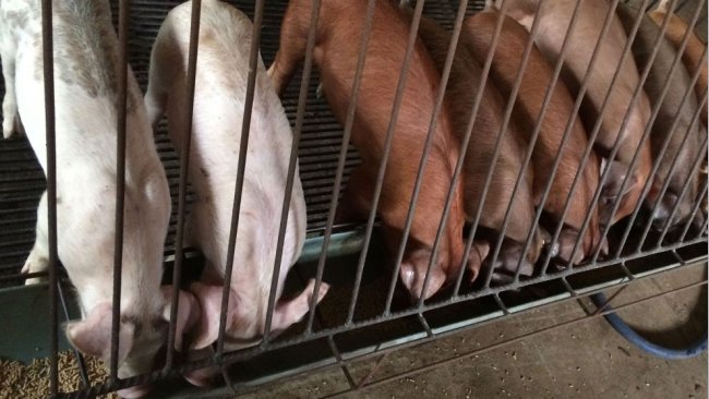 Conduite nutritionnelle en post-sevrage