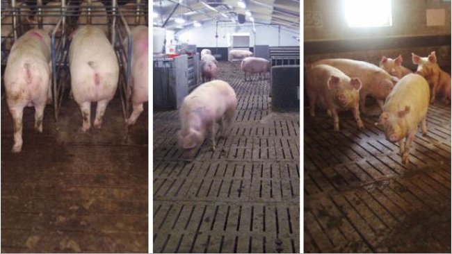 Figure 1. Divers types de conduite libre. Dans tous les cas l’augmentation des bagarres augmentent les boiteries