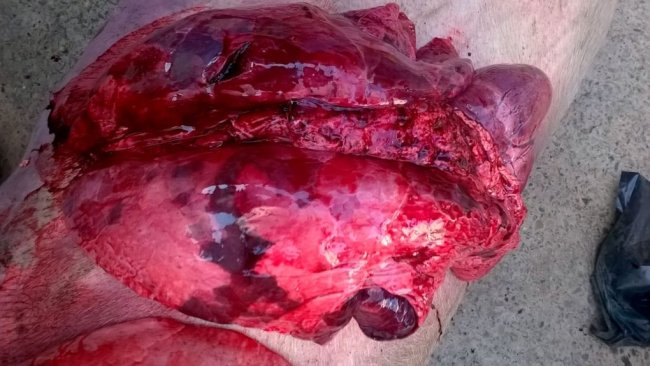 Lésions d'autopsie, compatibles avec pneumonie enzootique, influenza, SDRP et autres complications bactériennes