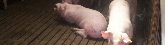 Es pr&aacute;cticamente imposible inspeccionar todos los animales individualmente cuando se realiza una visita rutinaria de control
