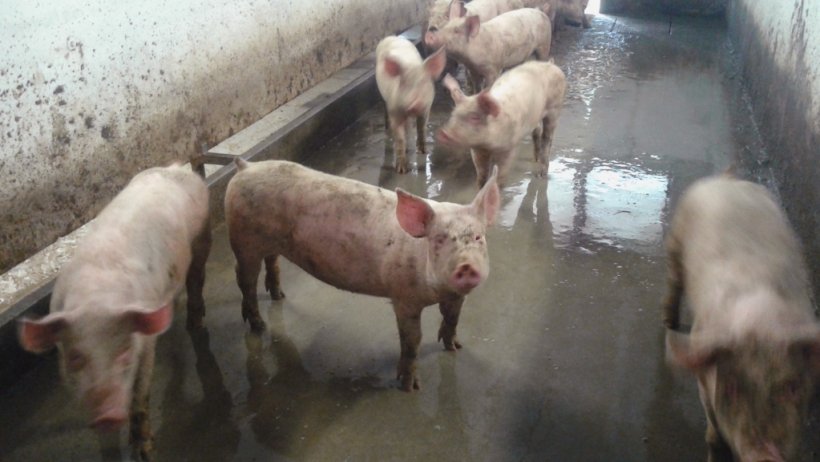 Porcs en engraissement avec case sale
