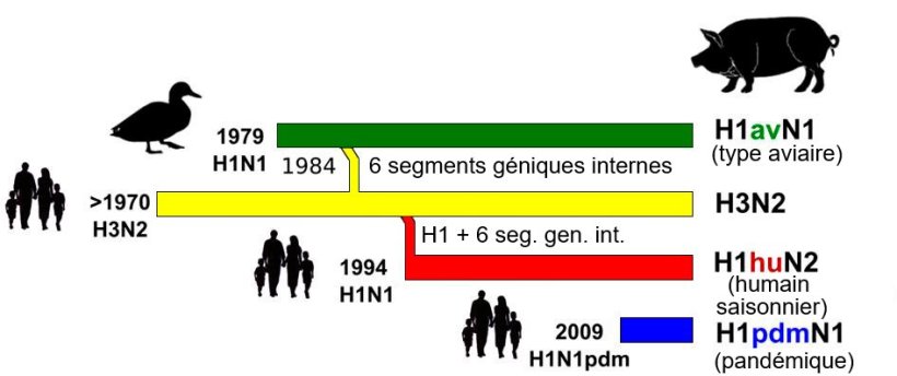 Figure 1. Histoire et origine des virus d'influenza porcine type A (IA) qui circulent actuellement en&nbsp;Europe. Veuillez noter qu'aucun de ces virus IA n'a leur origine dans le porc.
