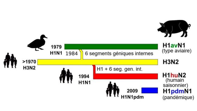 Figure 1. Histoire et origine des virus d'influenza porcine type A (IA) qui circulent actuellement en Europe. Veuillez noter qu'aucun de ces virus IA n'a leur origine dans le porc.