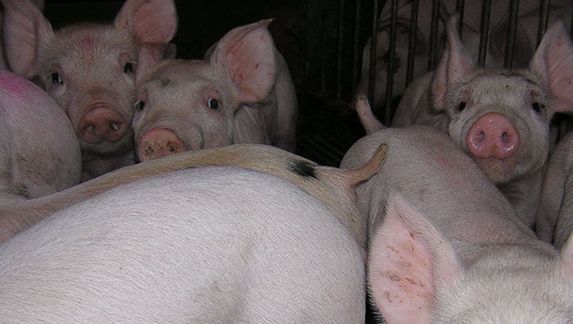 Lechones de transici&oacute;n 1
