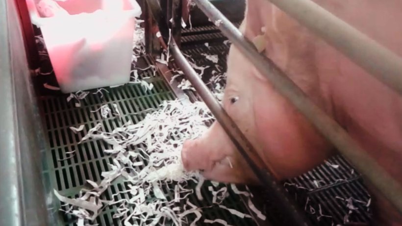 On donne du&nbsp;papier aux truies pour am&eacute;liorer leur bien-&ecirc;tre.
