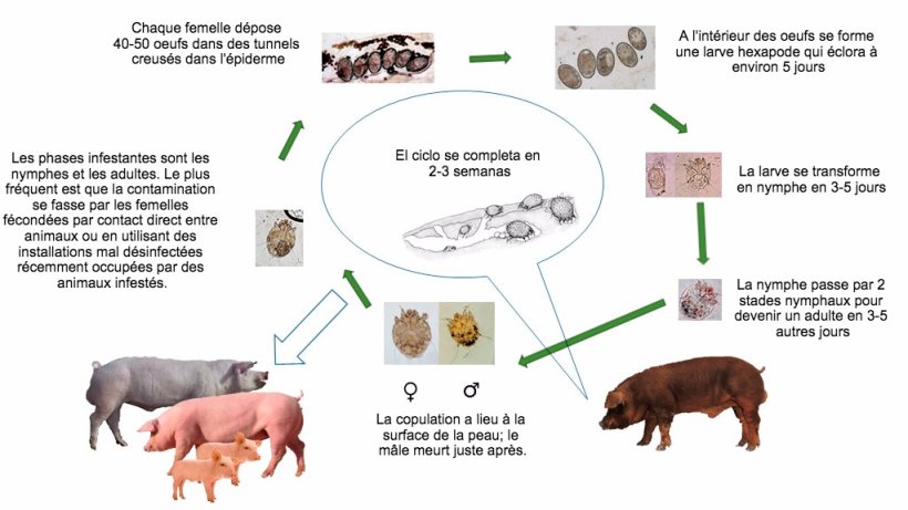 Figure 1. Cycle biologique de Sarcoptes scabiei
