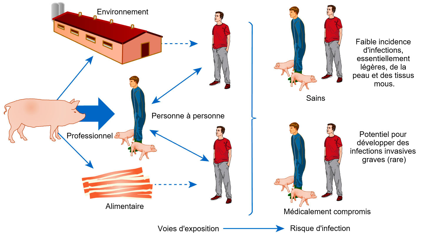 Mod&egrave;le conceptuel des voies d'exposition et risques d'infection avec S. aureus associ&eacute; aux animaux de rente
