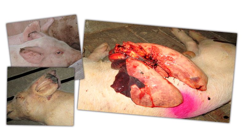 Image 2: L&eacute;sions en engraissement:&nbsp;n&eacute;crose de la pointe des oreilles et pneumonie des lobes cranaiux et m&eacute;dians.
