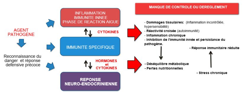 Figure 2b. Interaction entre immunité et réponse neuroendocrinienne dans l’évolution non contrôlée de l’immunité / inflammation : l’inflammation chronique ou l’infection persistante sont associées à des troubles métaboliques.