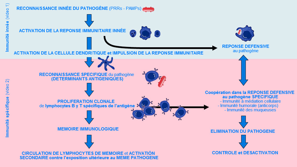 Figure 1. Phase d&rsquo;apparition, d&rsquo;activation et de progression de l'immunit&eacute; inn&eacute;e et sp&eacute;cifique contre un agent pathog&egrave;ne. &nbsp;

