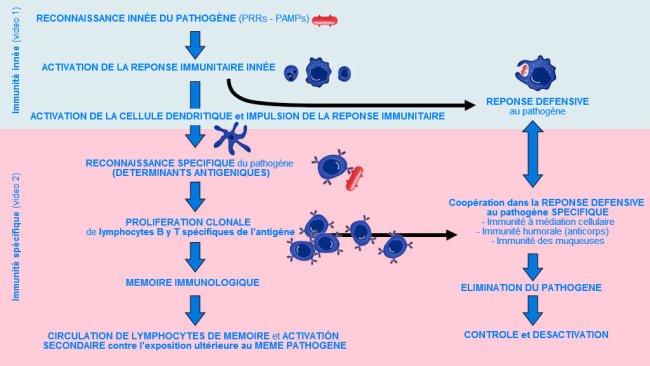 Figure 1. Phase d’apparition, d’activation et de progression de l'immunité innée et spécifique contre un agent pathogène. 