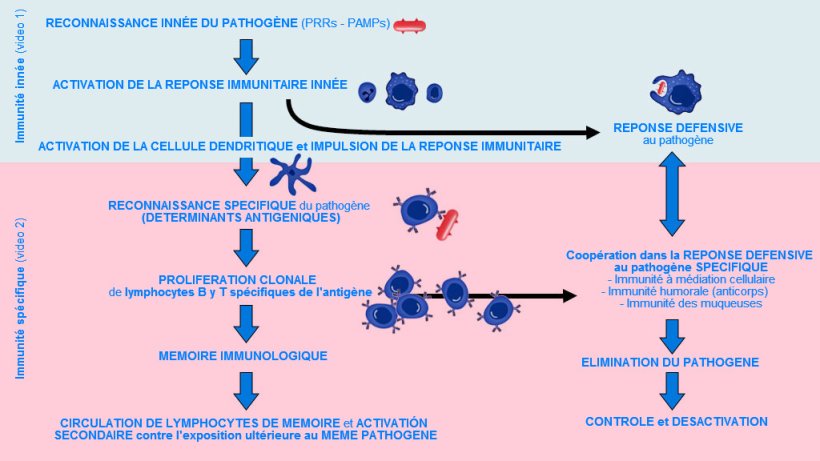 Figure 1. Phase d’apparition, d’activation et de progression de l'immunité innée et spécifique contre un agent pathogène. 