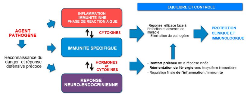 Figure 2a. Interaction entre immunité et réponse neuroendocrinienne : réponse inflammatoire et immunitaire équilibrée et contrôlée qui conduit à la protection clinique et immunologique.