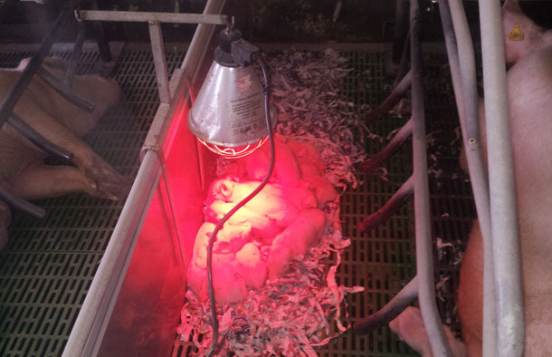 Faire des nourrices pour adoptions 1
