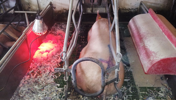 Faire des nourrices pour adoptions 2
