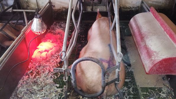 Faire des nourrices pour adoptions 2
