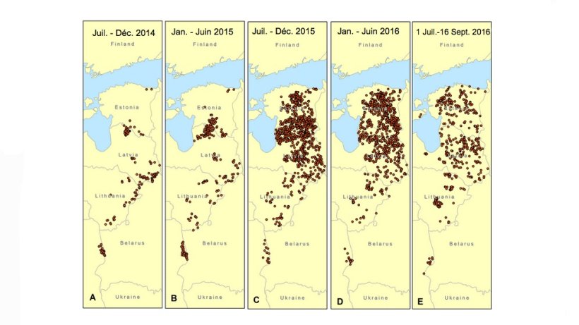 Evolution de la PPA chez les sangliers dans les Pays Baltes et la Pologne de juillet 2014 &agrave; septembre 2016
