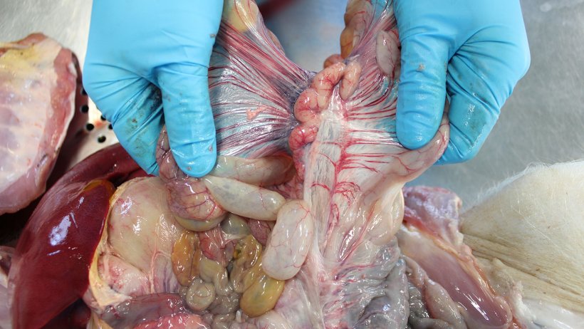 Ganglion lymphatique m&eacute;sent&eacute;rique
