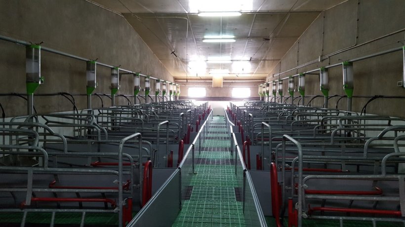 Image 1. Les maternit&eacute;s avec couloir derri&egrave;re la cage facilitent beaucoup le contr&ocirc;le de la mise-bas, le nettoyage des trains arri&egrave;res et une bonne observation de la truie et du nid.
