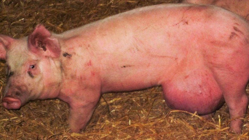 Figure 2. Hernie ombilicale cons&eacute;quence d'une mauvaise conduite.
