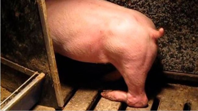 Figure 3. Paralysie de la patte arrière conséquence d'un nerf abîmé en levant l'animal par une patte arrière en la tordant.