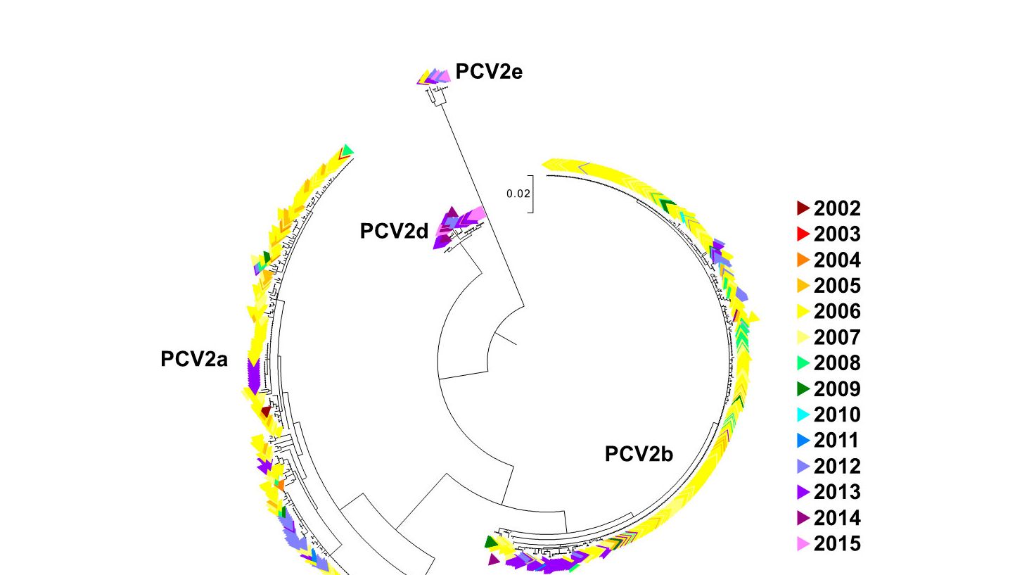 Figure 2. Arbre phylog&eacute;n&eacute;tique de vraissemblance maximum. Les 729 s&eacute;quences ORF2 de la base de donn&eacute;es UMV-VDL PCV2 ont un code de couleur suivant l'ann&eacute;e. On observe les g&eacute;notypes.
