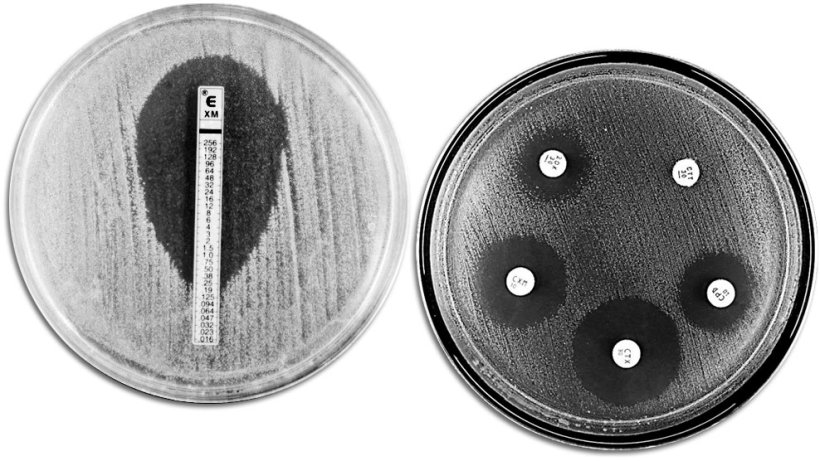 Techniques classiques d'&eacute;valuation de la r&eacute;sistance aux antibiotiques. A gauche on voit un E-TEST qui permet de mesurer la concentration minimum d'antibiotique qui emp&ecirc;che la croissance bact&eacute;rienne. A droite on voit un antibiogramme o&ugrave; on observe diff&eacute;rentes zones d'inhibition de la croissance dues aux antibiotiques.

