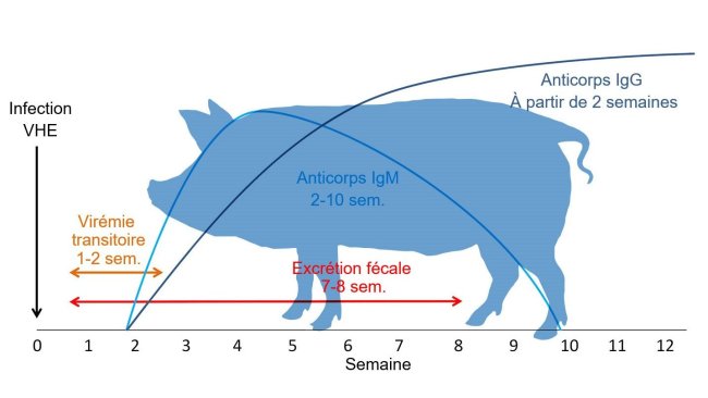 Réponse à l'infection par virus de l'Hépatite E 