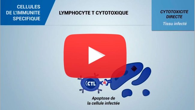 Cellules du système immunitaire