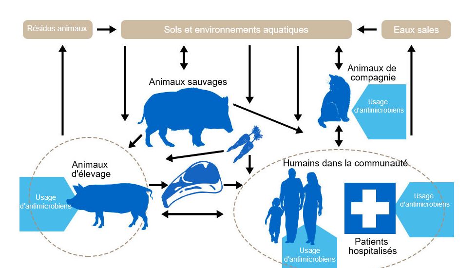 Flux des d&eacute;terminants de la r&eacute;sistances aux antibiotiques entre les diff&eacute;rents r&eacute;servoirs. En bleu sont indiqu&eacute;s les points o&ugrave; sont administr&eacute;s des antibiotiques. http://www.effort-against-amr.eu/
