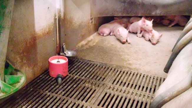 Quelle utilisation donnerons-nous au lait artificiel ? C'est l'un des d&eacute;bats actuels. Nos experts ne sont pas encore d&eacute;cid&eacute;s pour que le lait soit un syst&egrave;me duquel il faut &laquo;d&eacute;pendre&raquo;, bien qu'ils conviennent qu'il jouera un r&ocirc;le dans le futur.
