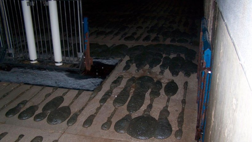 Photo 2 : Formation de mousse dans la fosse à purin.