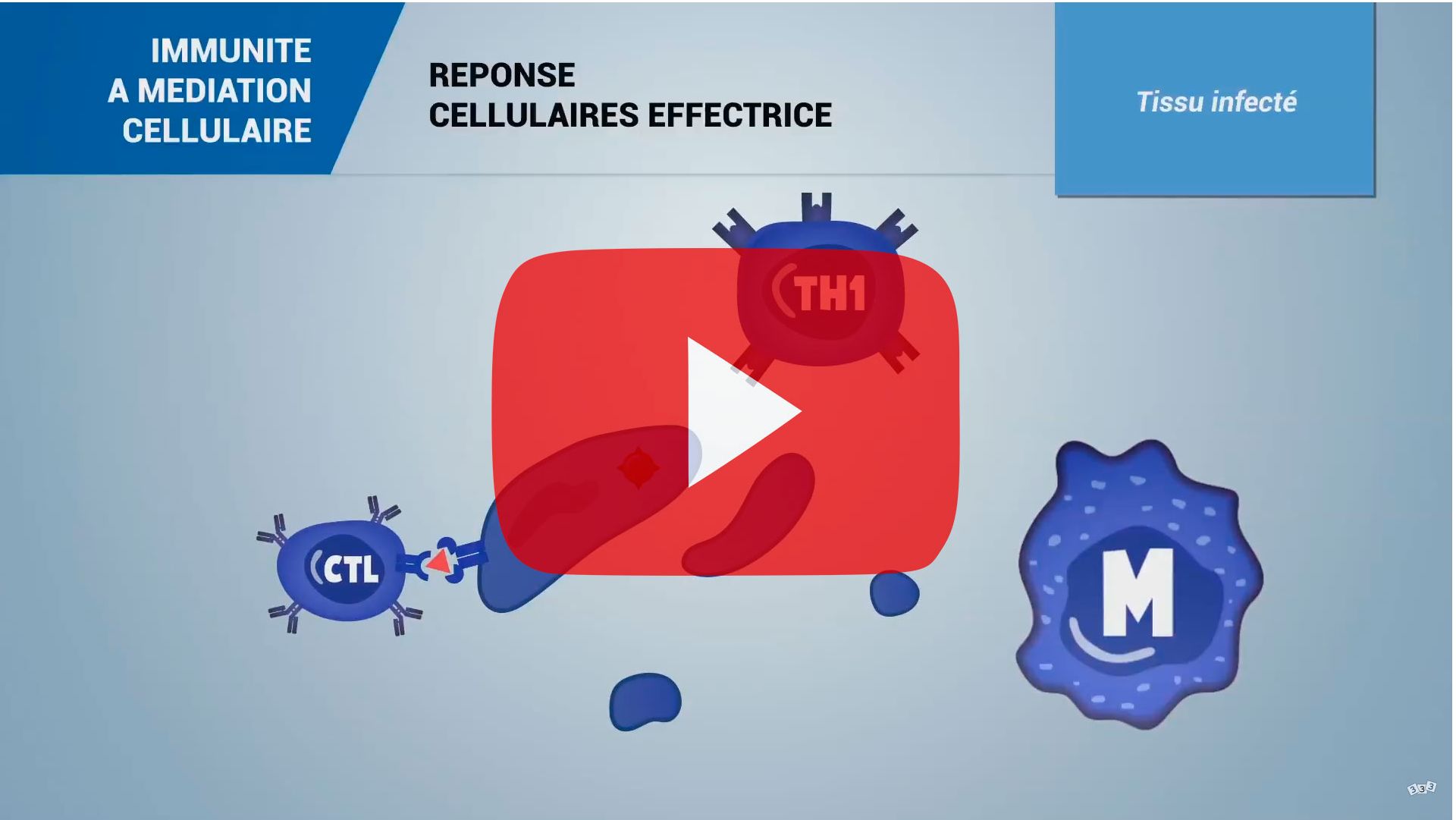 Immunit&eacute; &agrave; m&eacute;diation cellulaire