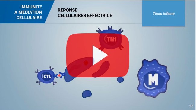 Immunité à médiation cellulaire