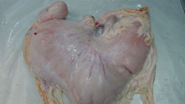 Estomac de porc avec un contenu
