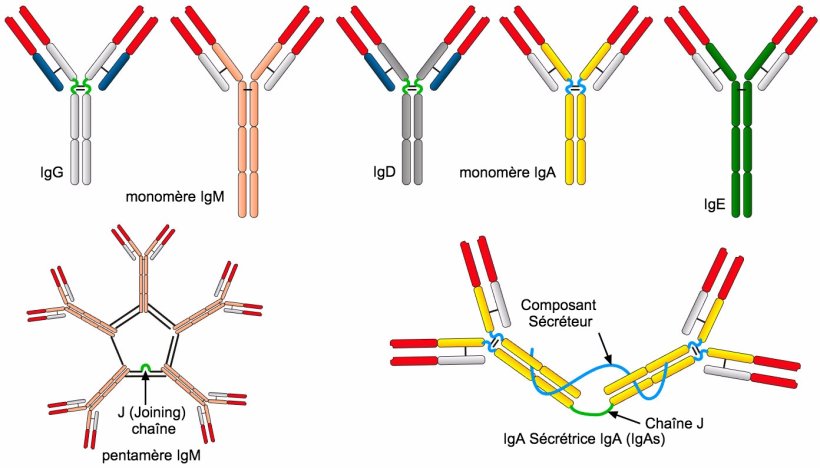 Figure 2. Les diff&eacute;rentes s&eacute;quences d'acides amin&eacute;s de la r&eacute;gion de la cha&icirc;ne constante lourde&nbsp;(H) caract&eacute;risent diff&eacute;rentes classes d'anticorps ou isotypes.
