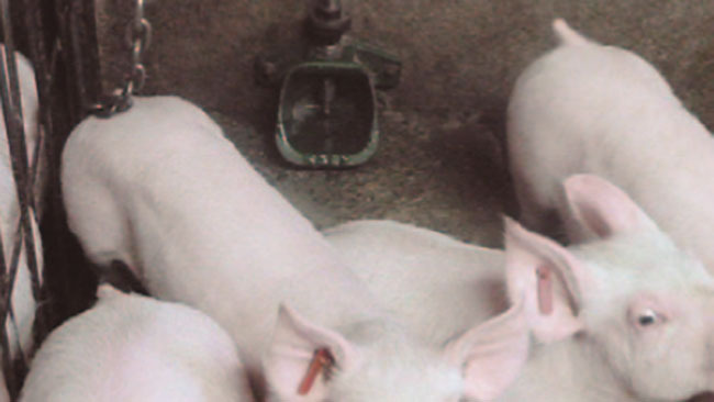 Image&nbsp;4: Abreuvoir r&eacute;servoir &agrave; faible hauteur
