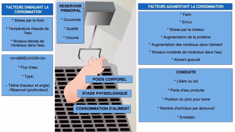 Facteurs affectant la consommation d'eau chez le porc
