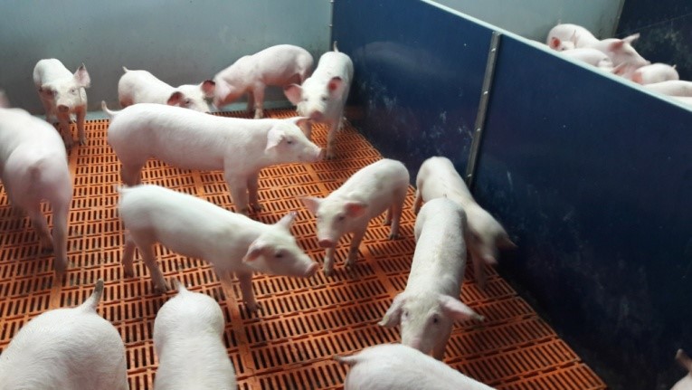 Photo 2.- Il y avait des porcelets maigres et retardés