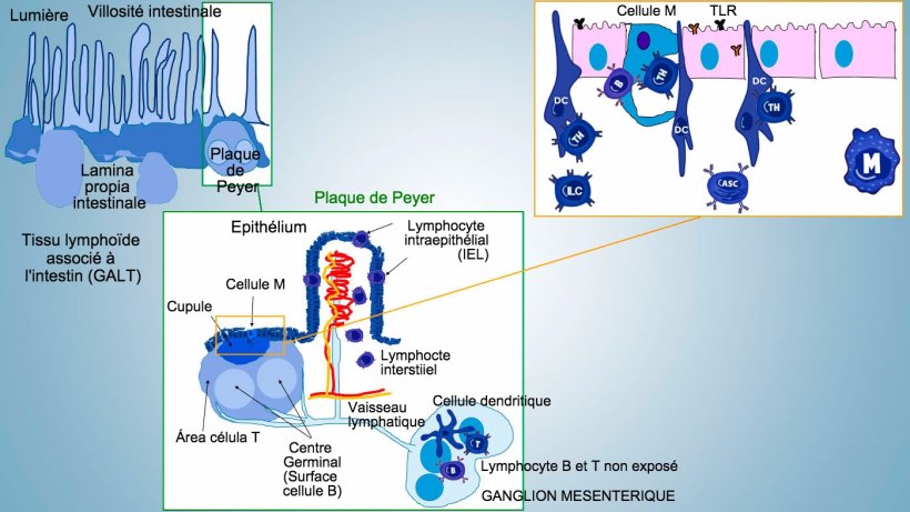 Figure 1: Représentation schématique des tissus lymphoïdes associés à l'intestin: plaques de Peyer (PP), follicules isolés et ganglions lymphatiques mésentériques.