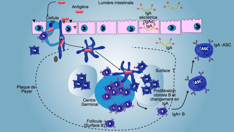 Figure 3: Production d'IgA dans les plaques de Peyer