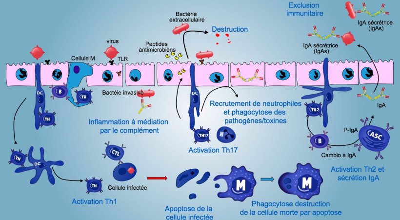 Figure 5. Une vision intégrée de la réponse immunitaire contre les pathogènes au niveau de la muqueuse