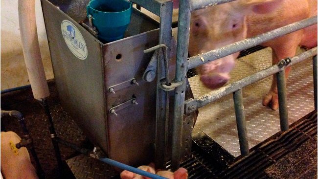 Figure 2 – Prototype de la plaque de refroidissement Purdue perndant l'essai dans la selle de mise-bas.