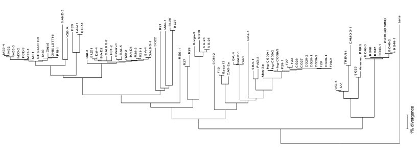 Figure 3. Les dendrogrammes ou &laquo;arbre phylog&eacute;n&eacute;tique&raquo; sont utilis&eacute;s pour repr&eacute;senter graphiquement le degr&eacute; de similitude (homologie) entre diff&eacute;rents virus du SDRP avec une s&eacute;quence virale de r&eacute;f&eacute;rence.
