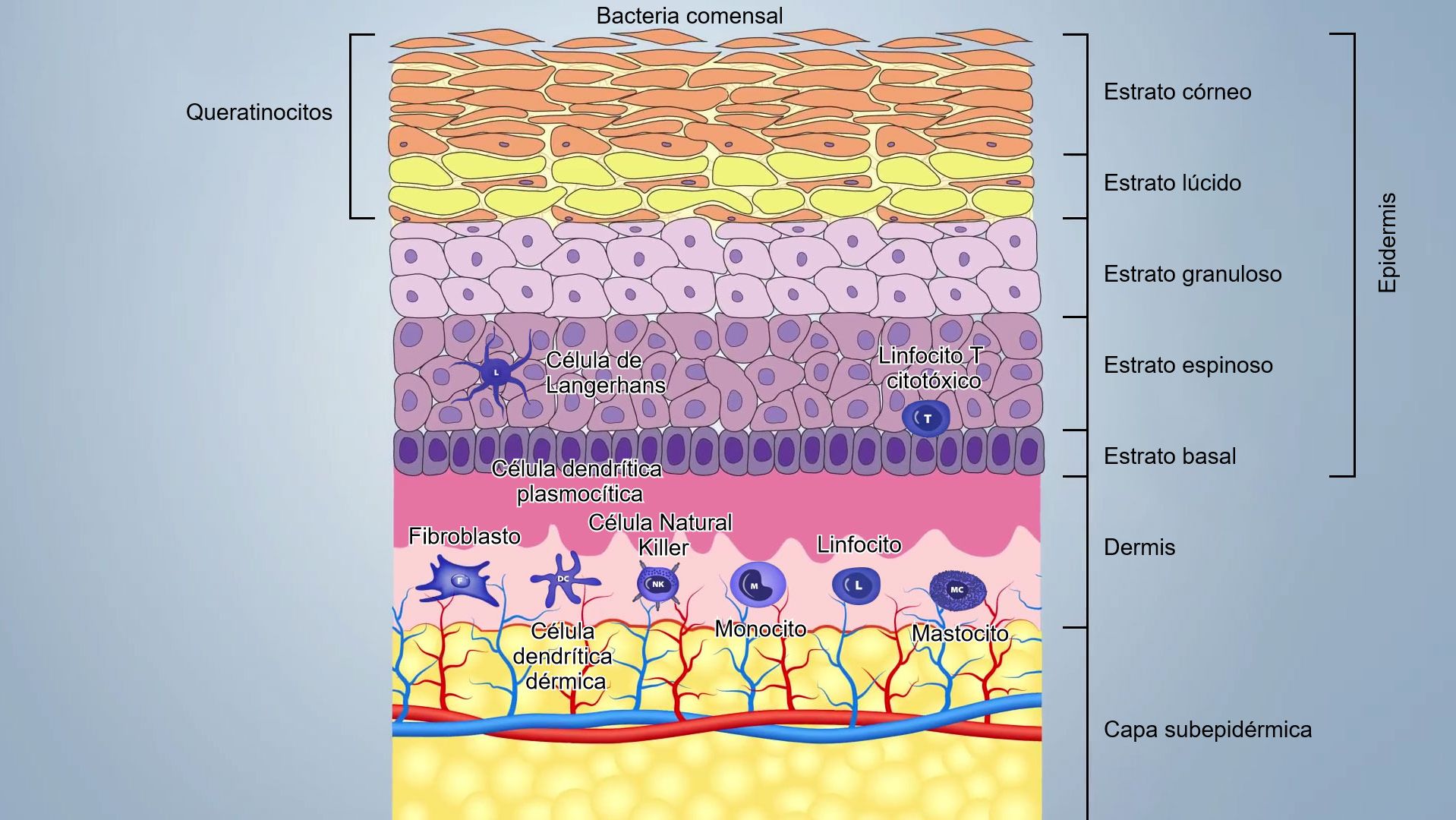 Figure 1. Sch&eacute;ma des couches de la peau
