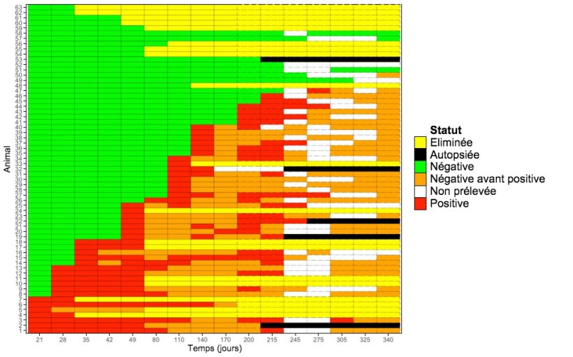 Graphique montrant la d&eacute;tection longitudinale de M. hyopneumoniae chez les cochettes.
