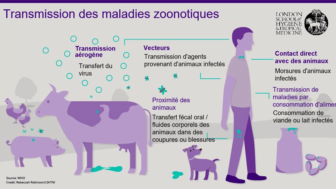 Figure 1. Voies de transmission des maladies zoonotiques. Les zoonoses sont des maladies infectieuses qui peuvent &ecirc;tre transmises des animaux aux humains, mais &eacute;galement des humains aux animaux. Source : London School of Hygiene and Tropical Medicine.
